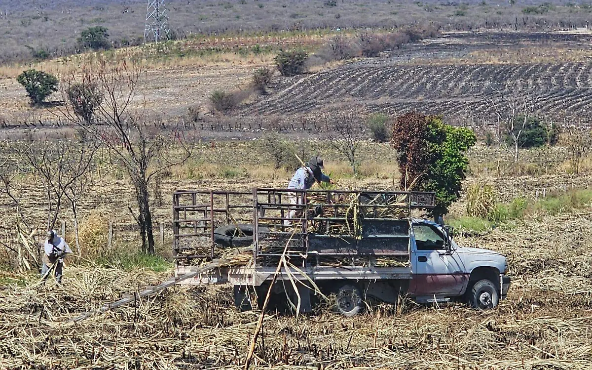 Quema de caña